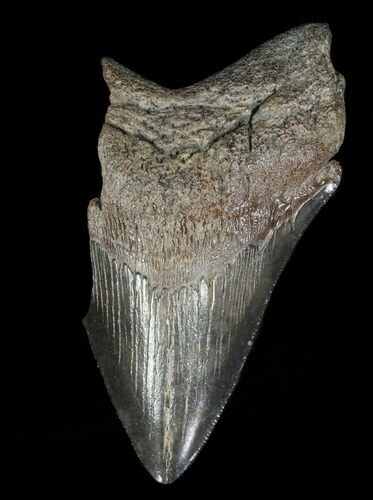 Partial, Megalodon Tooth - Georgia #61672